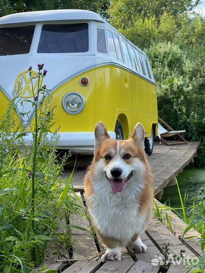 Собака для фотосессий, мероприятий (Корги)