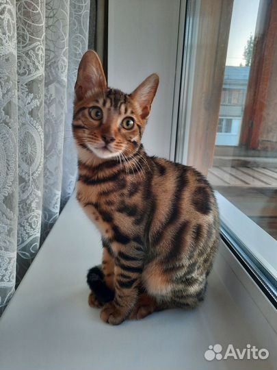 Бенгальский котик