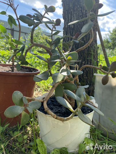 Толстянка (денежное дерево)