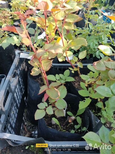 Розы, привитые