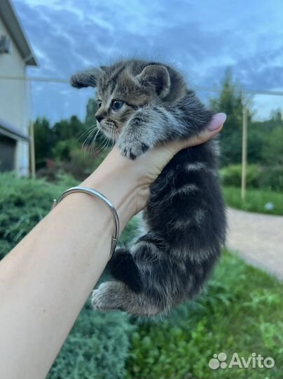 Плюшевые котята