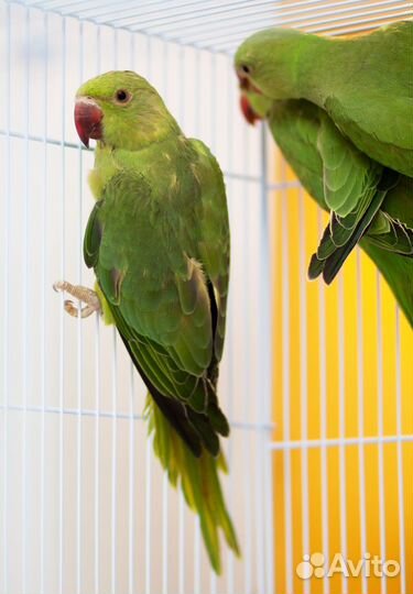 Ожереловый попугай птенцы