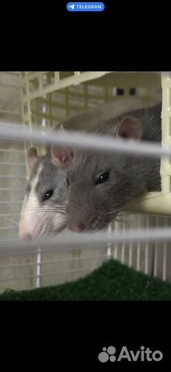 Клетка с крысами