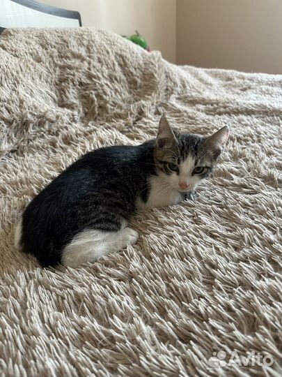 Отдам котенка в добрые руки