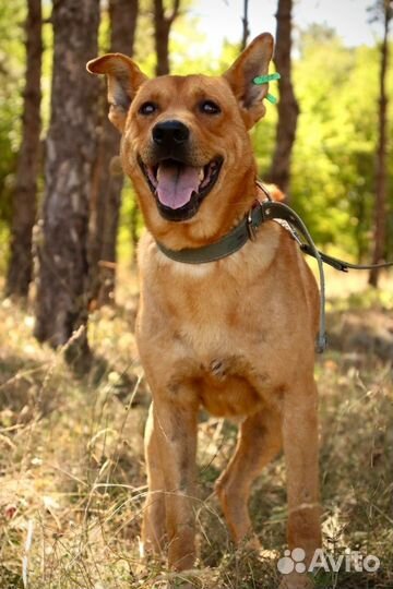 Статный Рэд