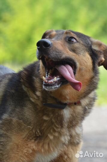 Веселый пес Задор ищет хозяина