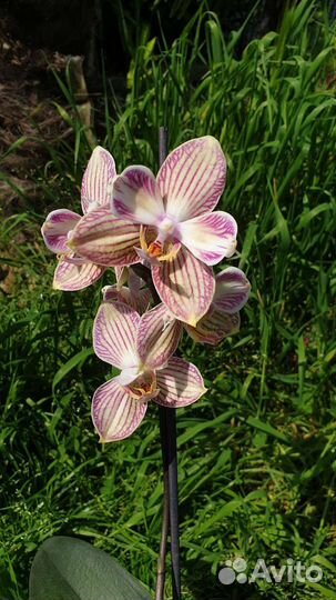 Орхидея Торино, бабулетка