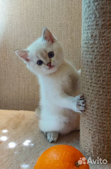 Шотландская