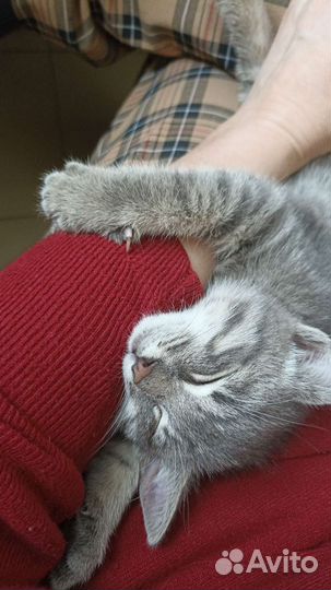 Кошка в дар