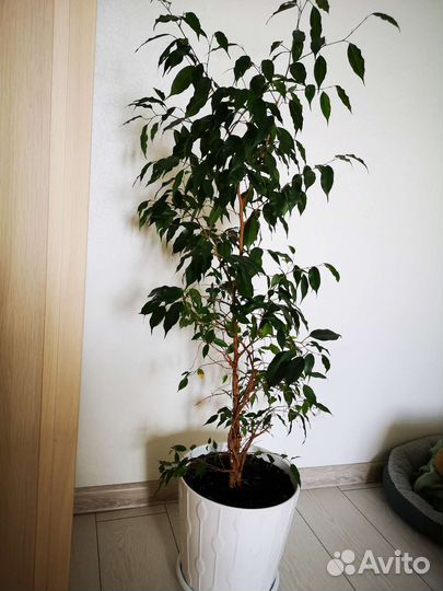 Фикус бенджамина большой