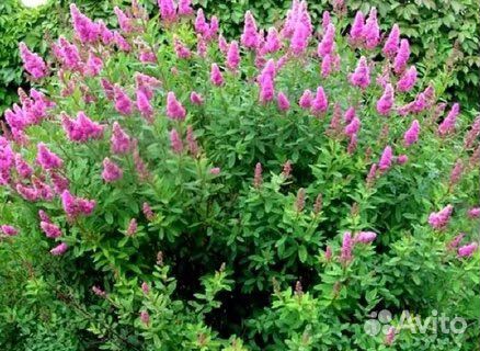 Спирея иволистная