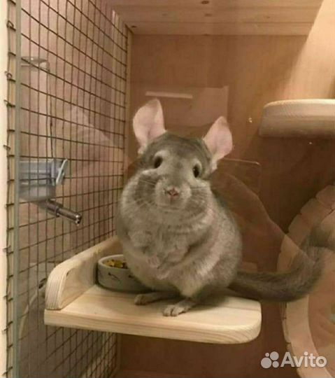 Шиншиллы бежевые