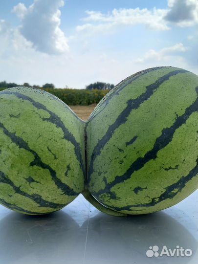 Арбуз бедуин