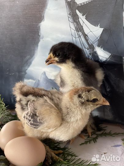 Цыплята суточные Брама, Амераукана