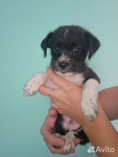 Той-терьер щенки