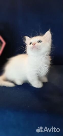 Котята манчкин