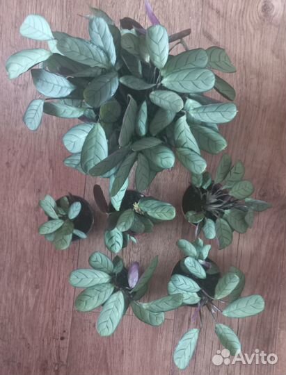 Ктенанта Амагрис