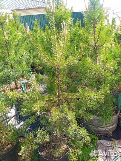 Сосна обыкновенная