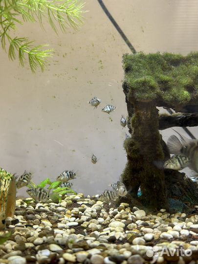 Рыбки (сапфировые попугаи)