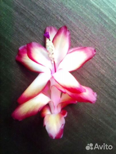 Шлюмбергера Samba Brasil и др