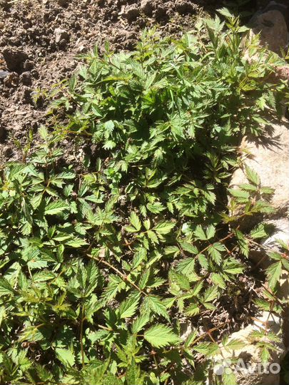 Дицентра, лиатрис и др