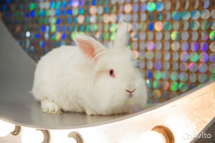 Аниматор VIP / Шоу Фокусника с Кроликом