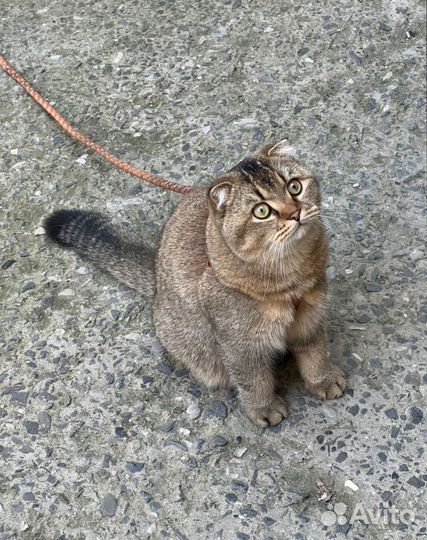 Котятки