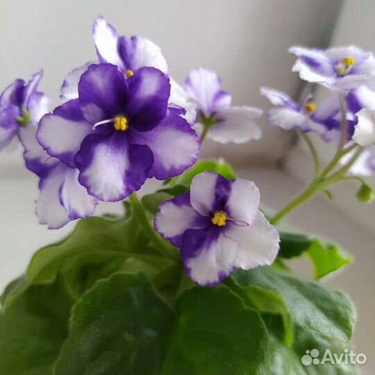 Сортовые фиалки