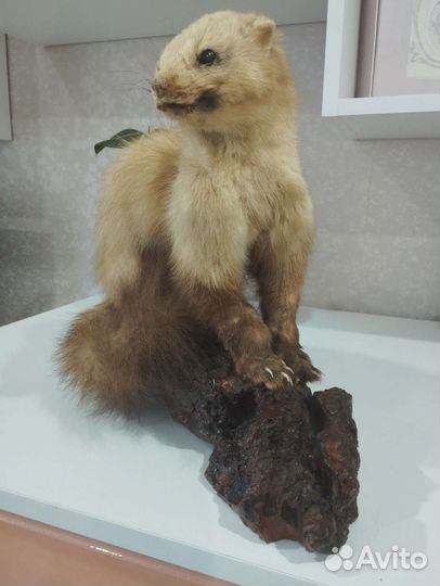Чучело хорька
