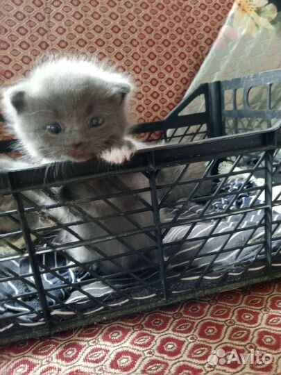 Британская