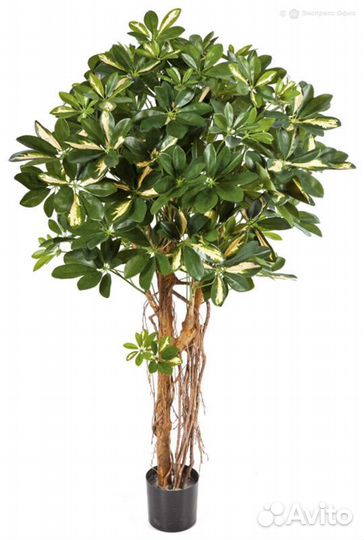 Шеффлера зонтичная пестрая 170 см