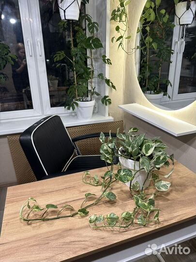 Эпипремнум njoy