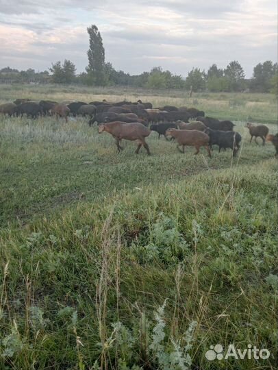 Овцы бараны