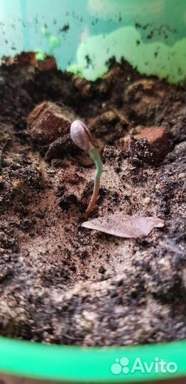 Проросшие семена хвойных