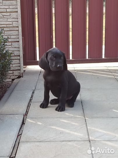 Щенки курцхаара