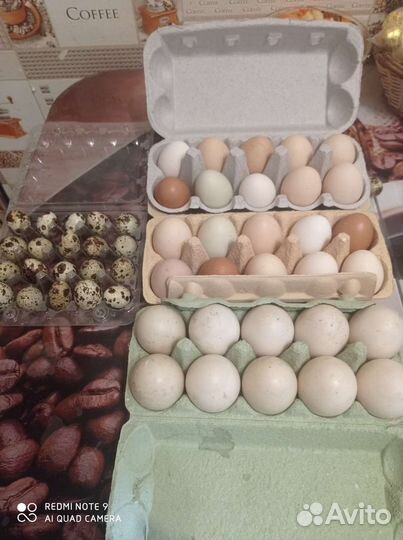 Продукты питания