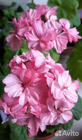 Пеларгония герань сортовая