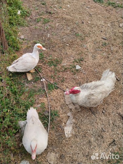 Индоутки птица