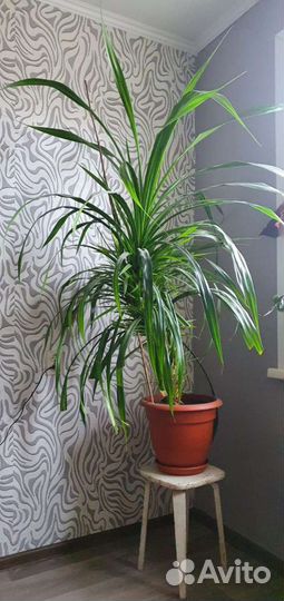 Панданус, пальма