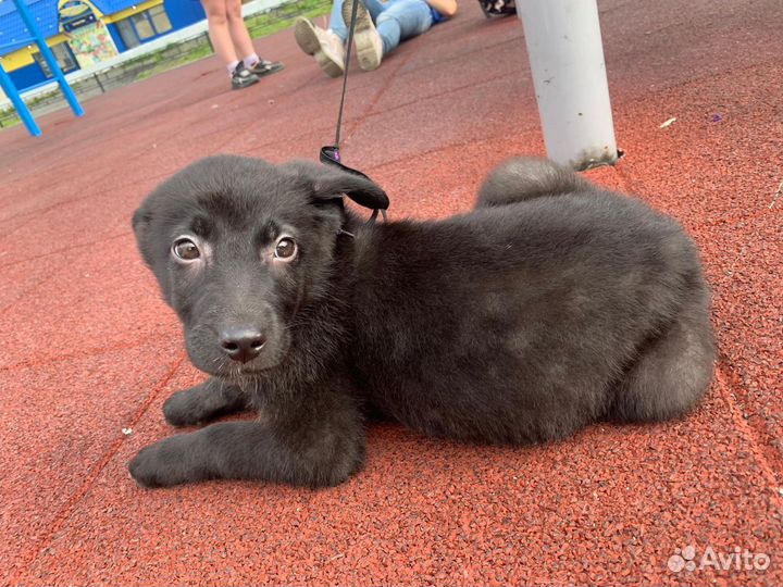 Щенок в добрые руки бесплатно