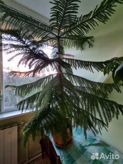 Араукария чилийская