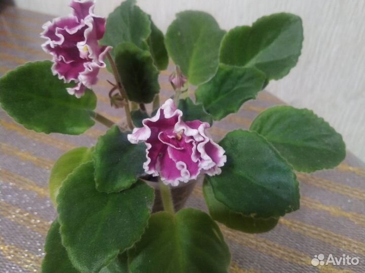 Сортовые фиалки