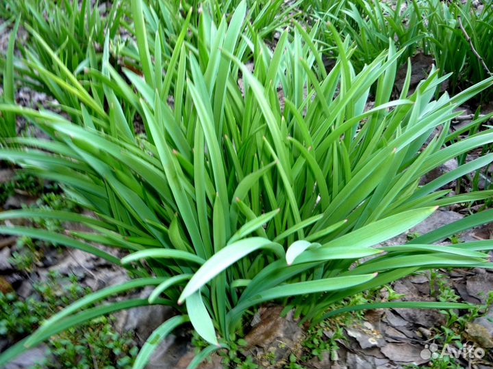 Лук декоративный продаю большими кустами