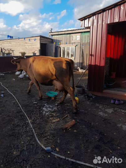 Корова дойная