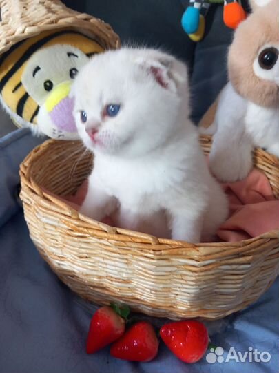 Шотландские котята
