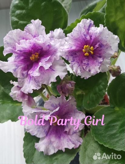 Фиалка сортовая