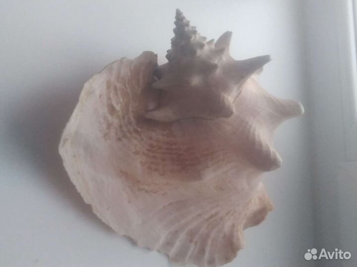 Ракушка Раковина морская