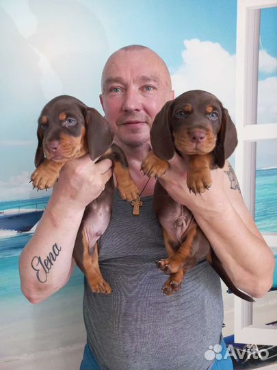 Щенки таксы гладкошёрстной