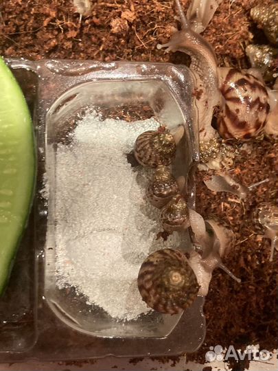 Улитки ахатины