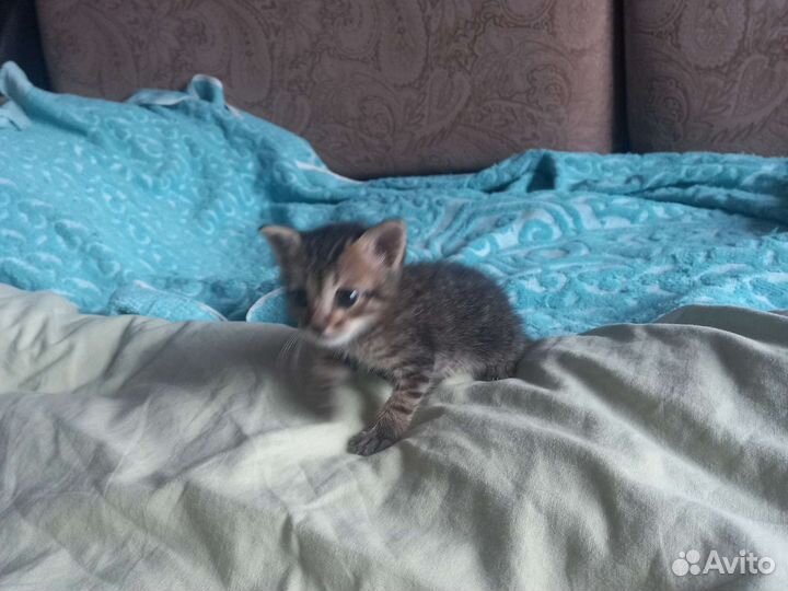 Котёнок в дар